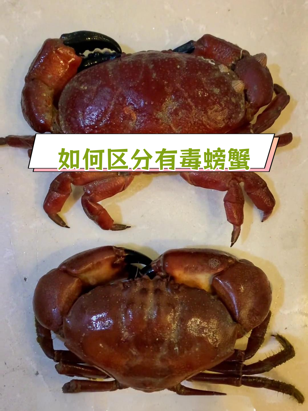 面包蟹与爱洁蟹的区别解析