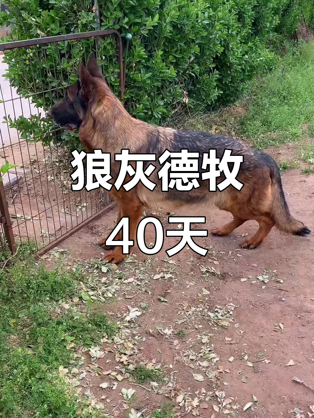 狼灰色德牧40天,毛色惊艳!