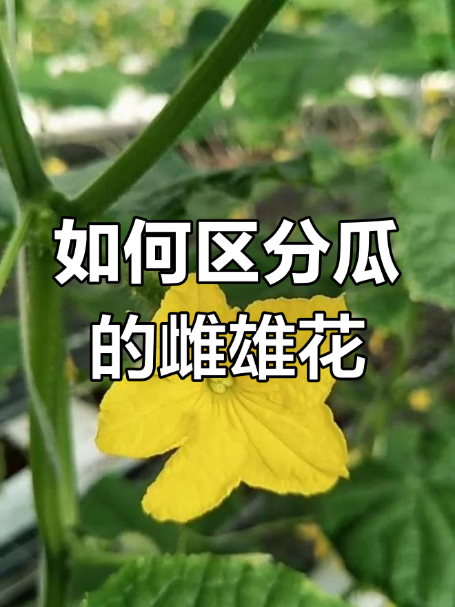 分辨瓜花雌雄,轻松搞定!