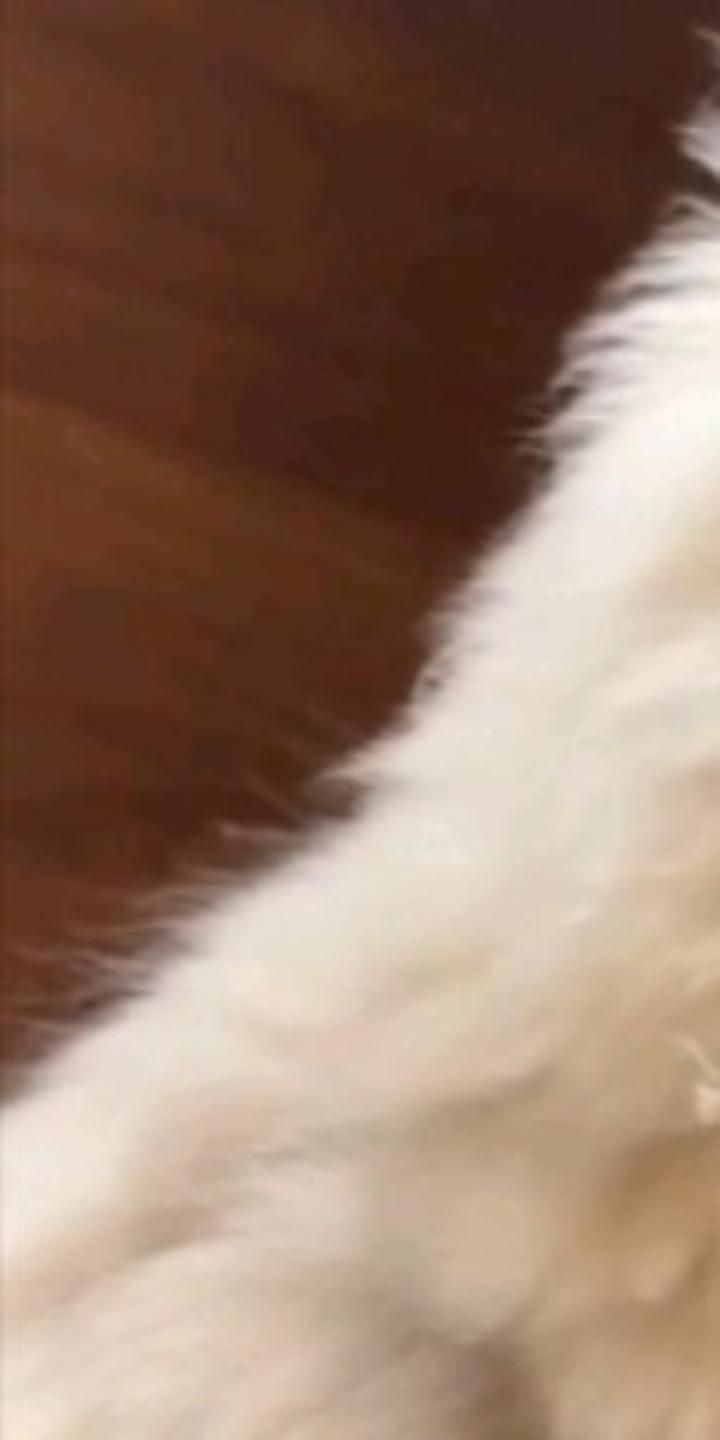 妮妮也下楼啦,妮妮丝毫不害怕呢,举着大尾巴,太可爱了!