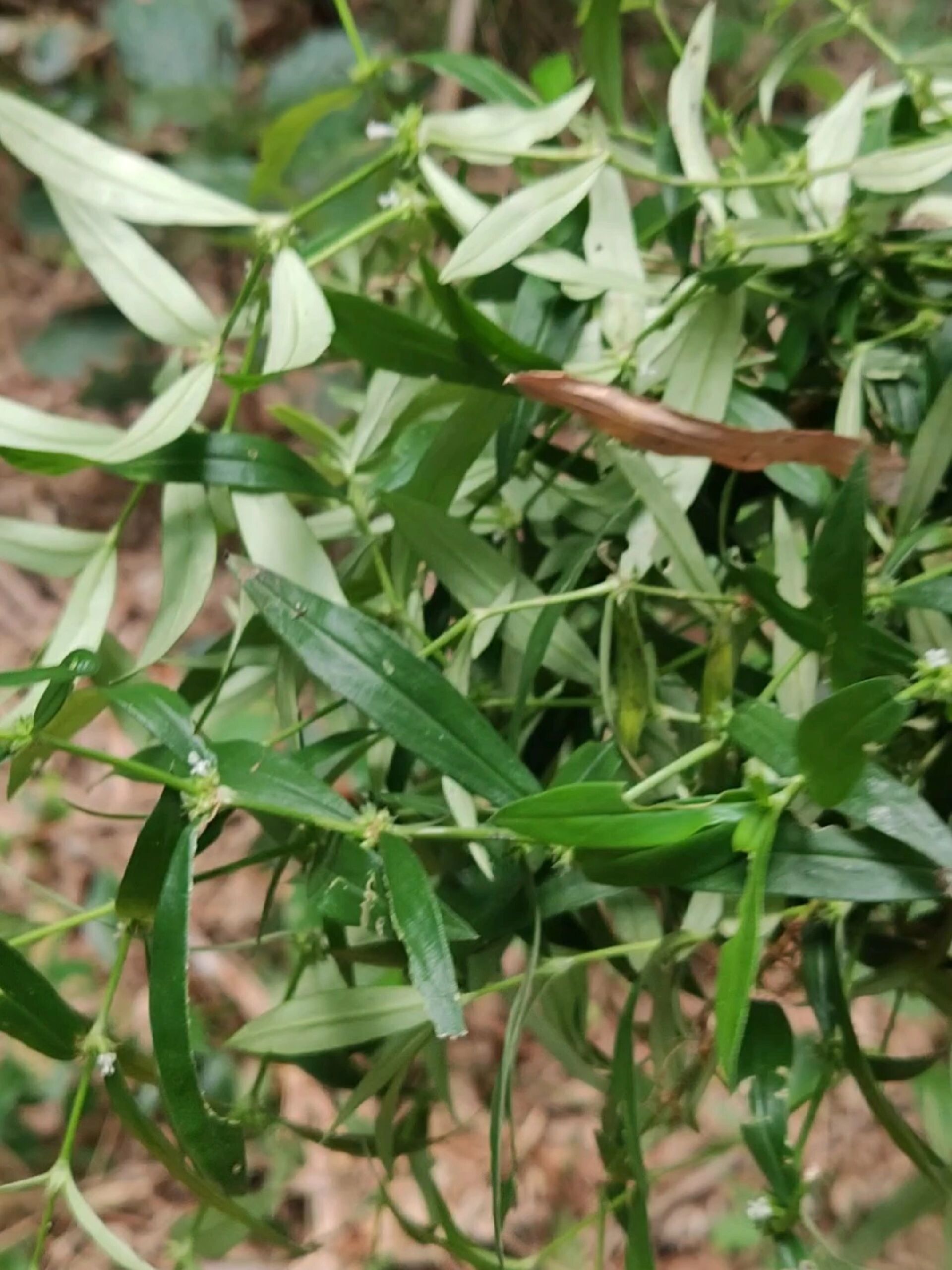 粗叶耳草节节花也叫大叶蛇舌草
