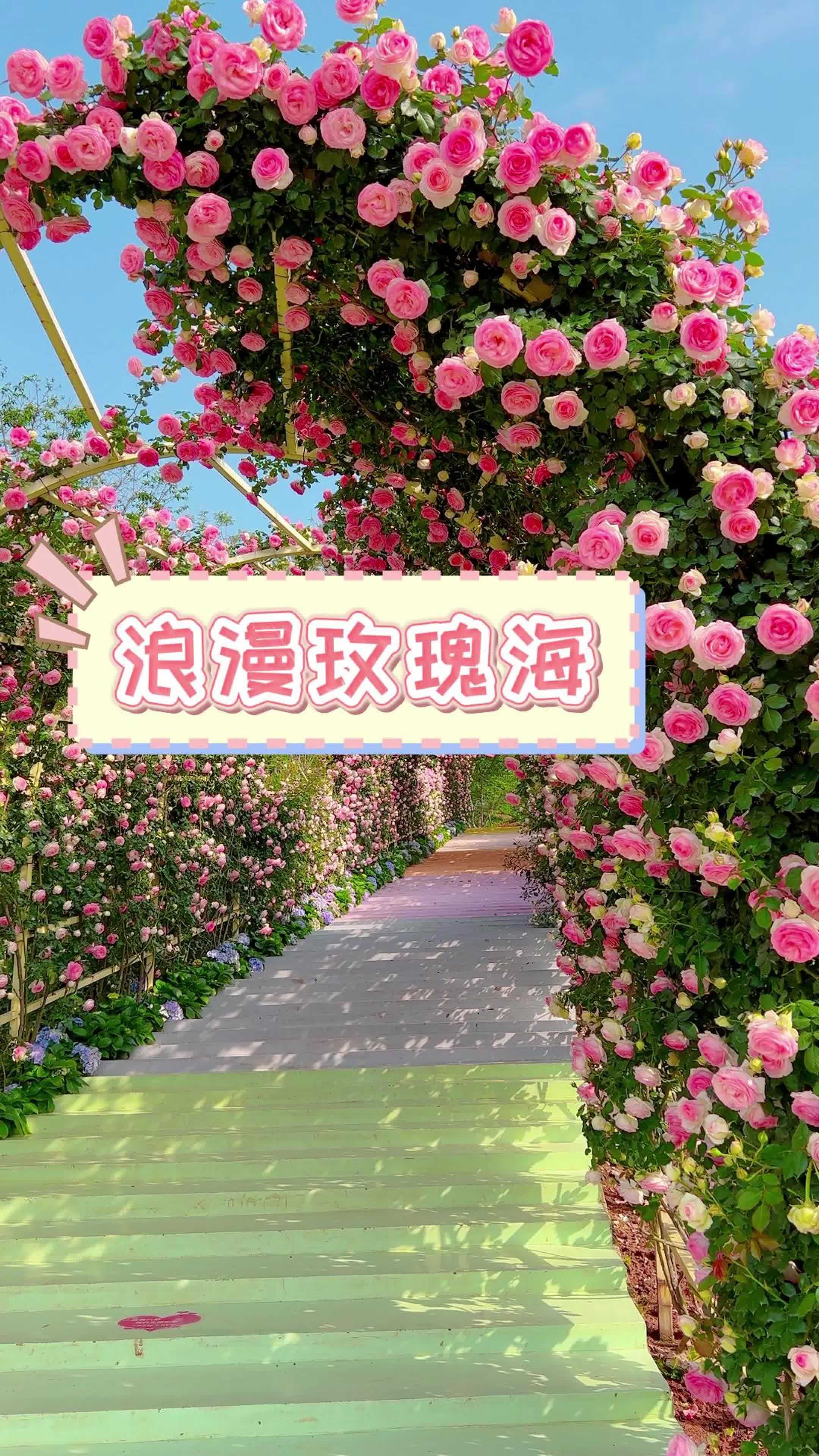 看鲜花的浪漫永不落俗,玫瑰深处是永恒的春天 成都浪漫玫瑰花海 成都