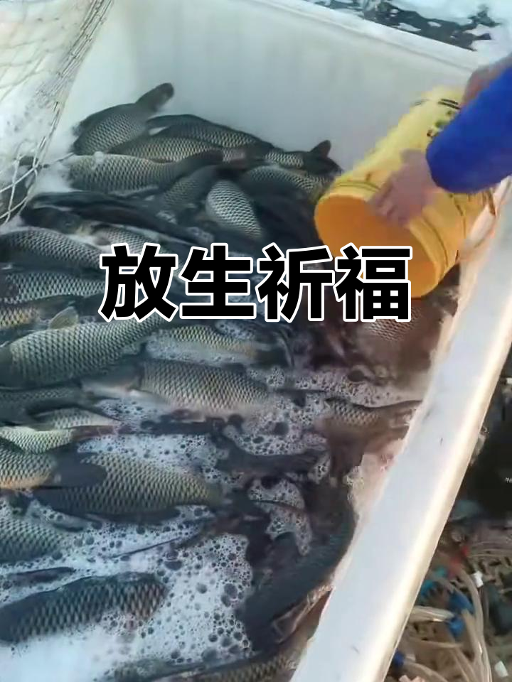 观音菩萨生日,放生大鲤鱼,愿福泽绵长,事事如意