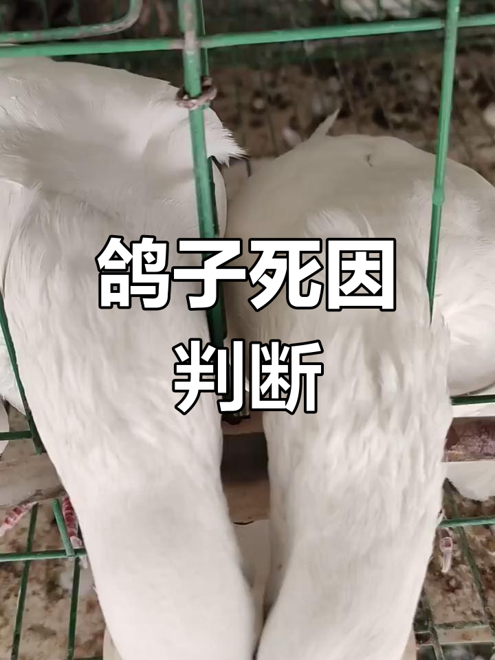 鸽子粪便异常,死亡原因分析