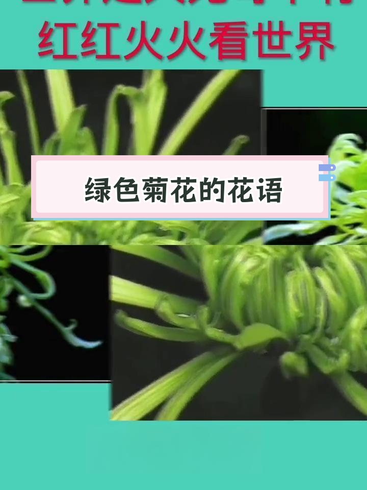 绿色多头菊的花语图片