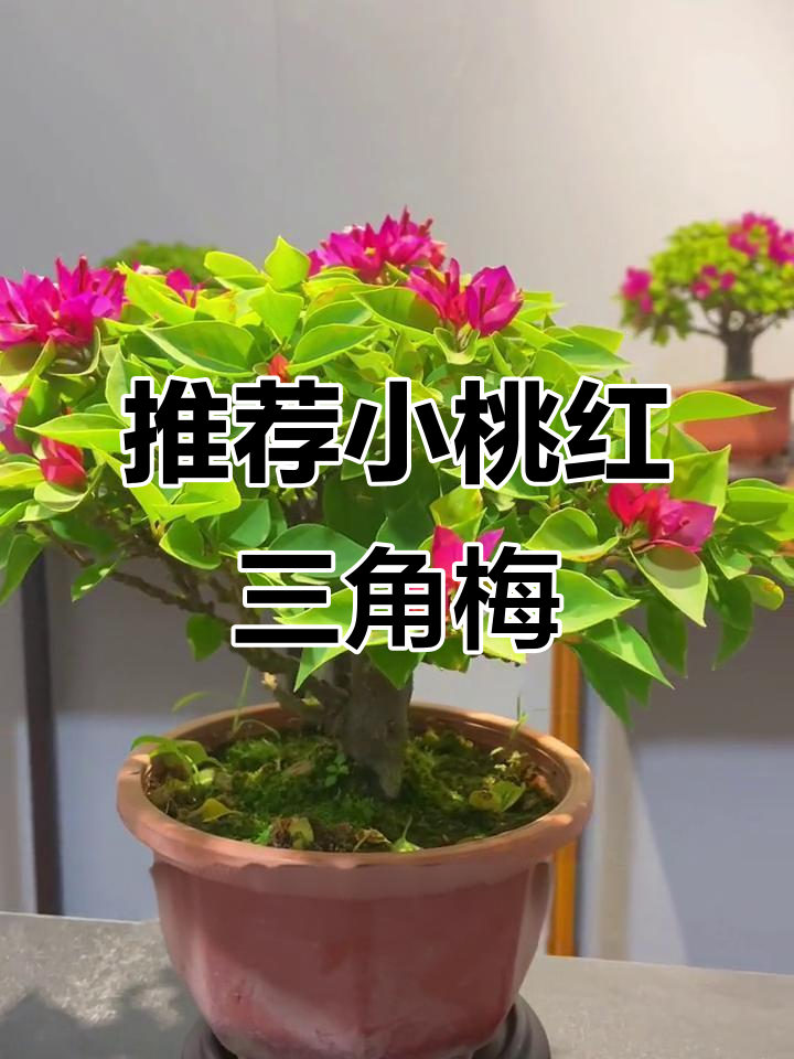 小桃红三角梅,美丽又耐养,值得拥有