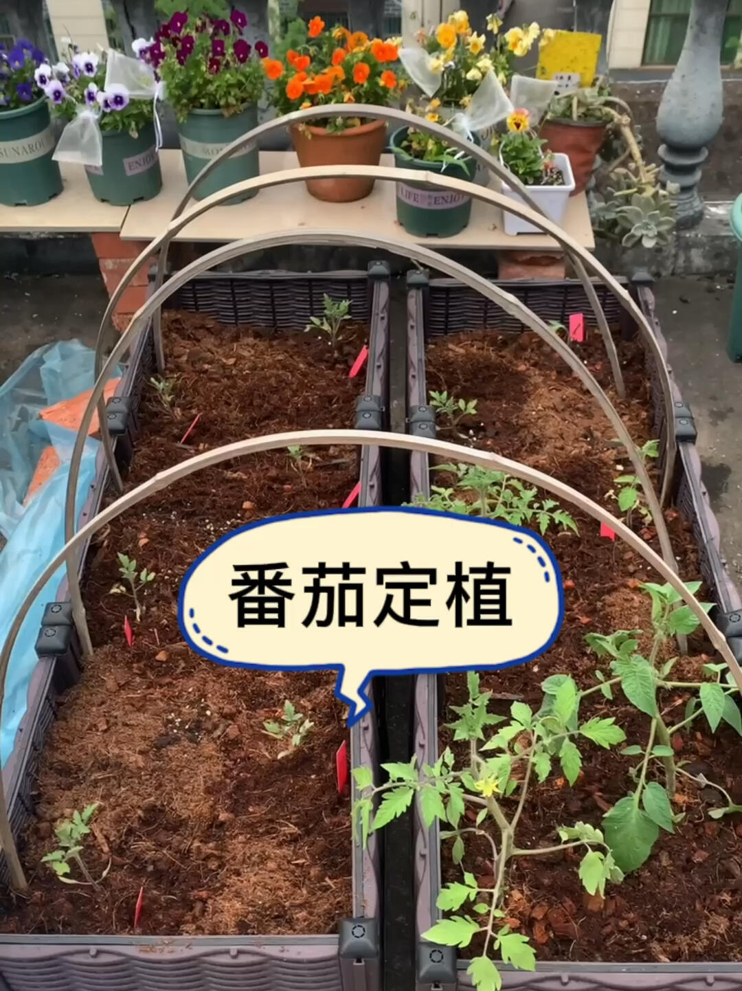 番茄苗定植,附配土教程,跟我一起种有机番茄