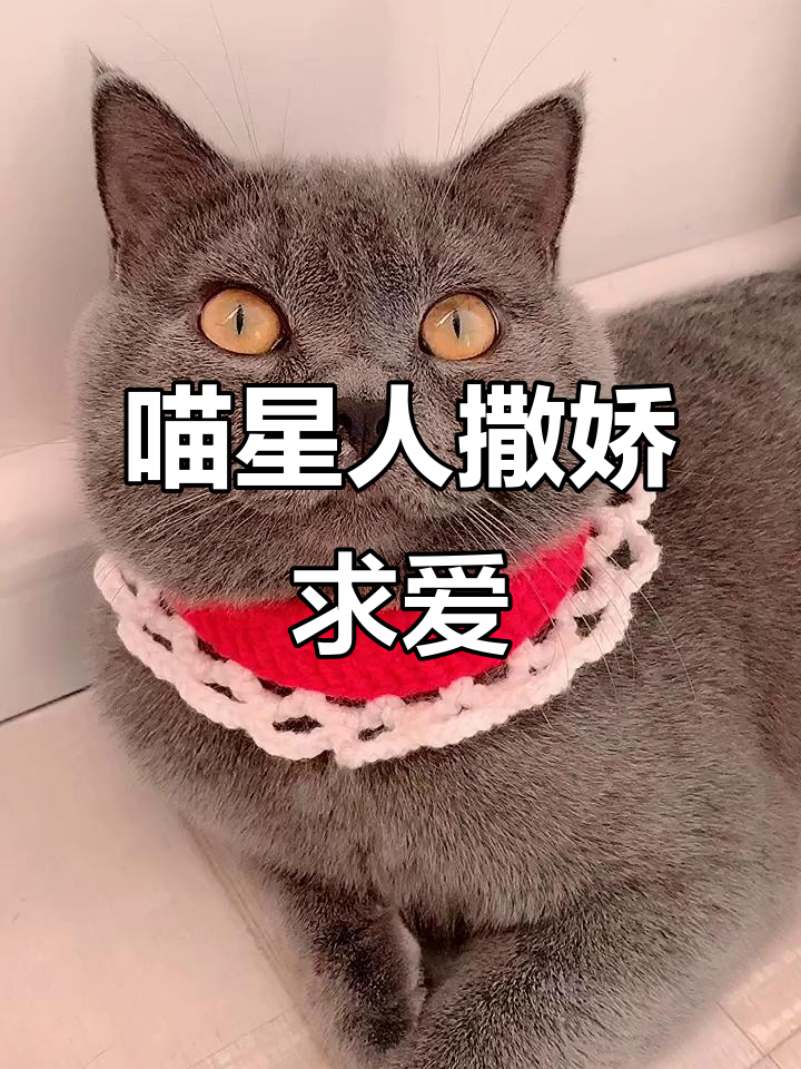 小猫咪撒娇求亲亲,萌态十足
