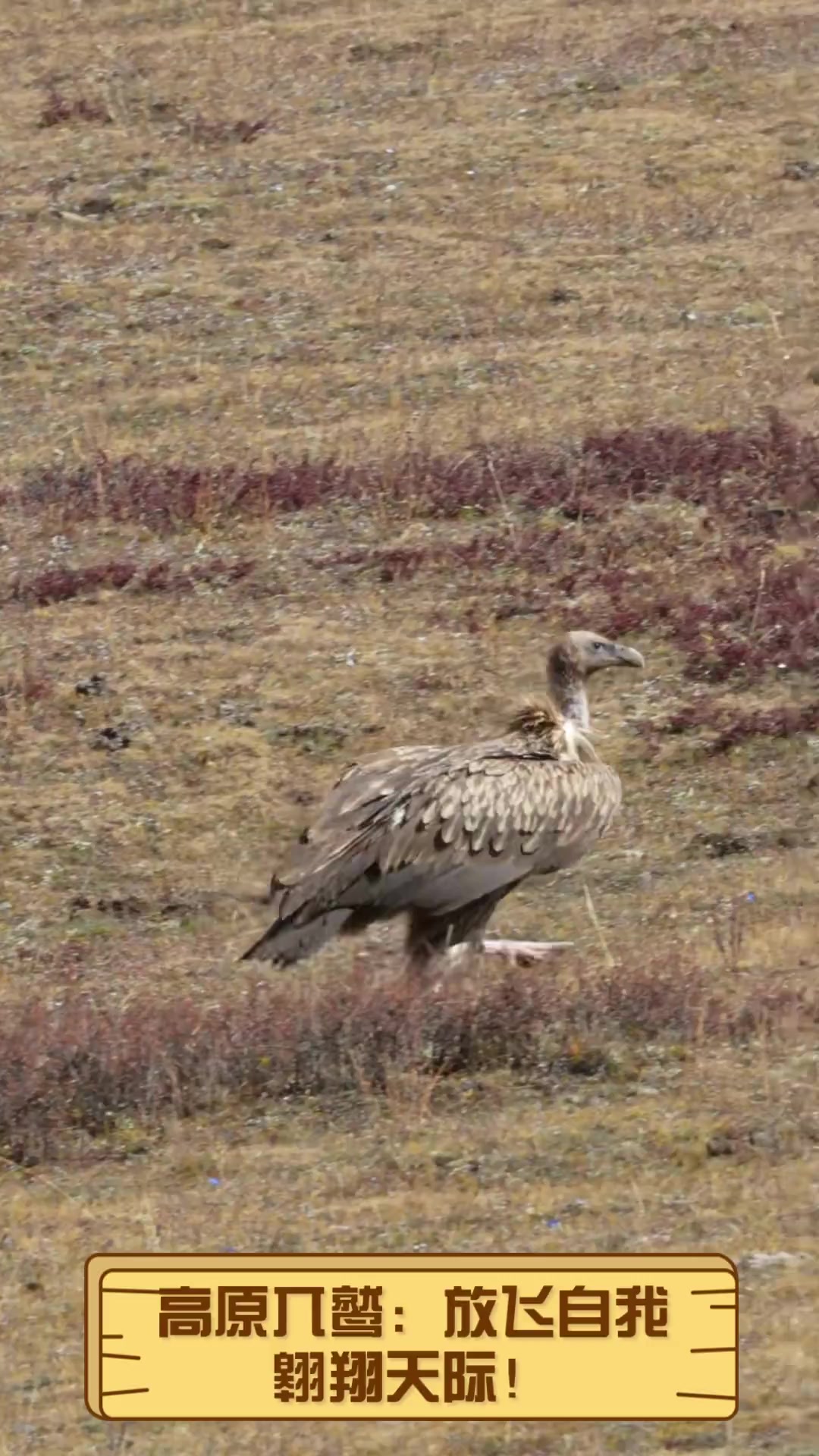 高原兀鹫:放飞自我,翱翔天际!
