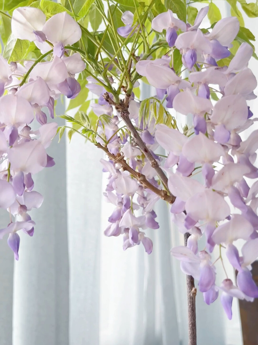 紫藤花普罗旺斯(好像也叫丰花)