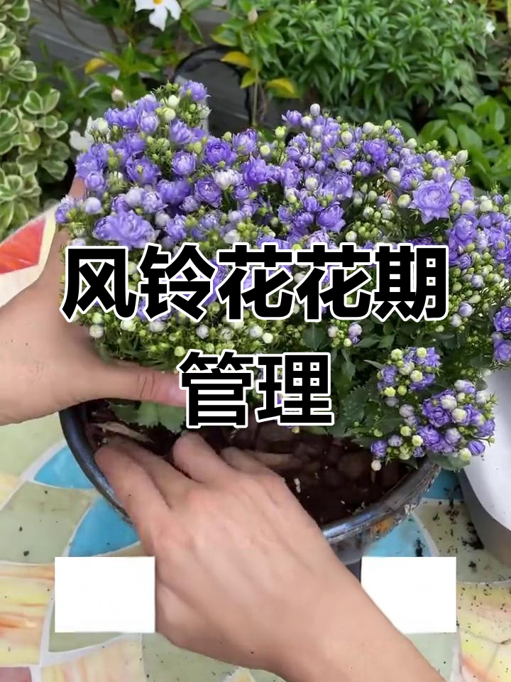 丹麦风铃花修剪方法图片