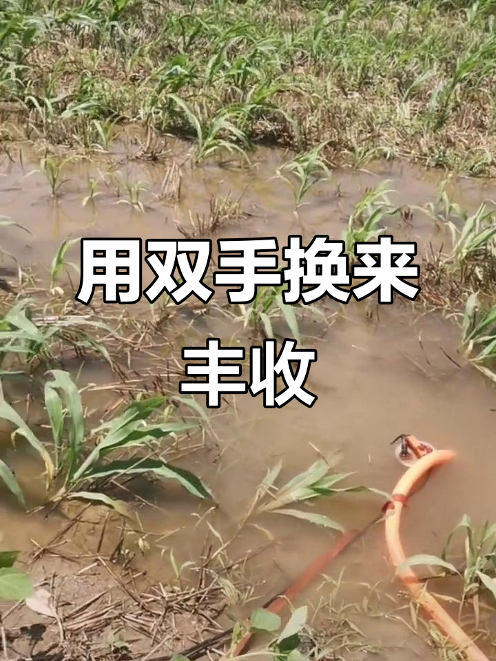 农村快速致富秘诀是什么(农村快速致富秘诀是什么内容)