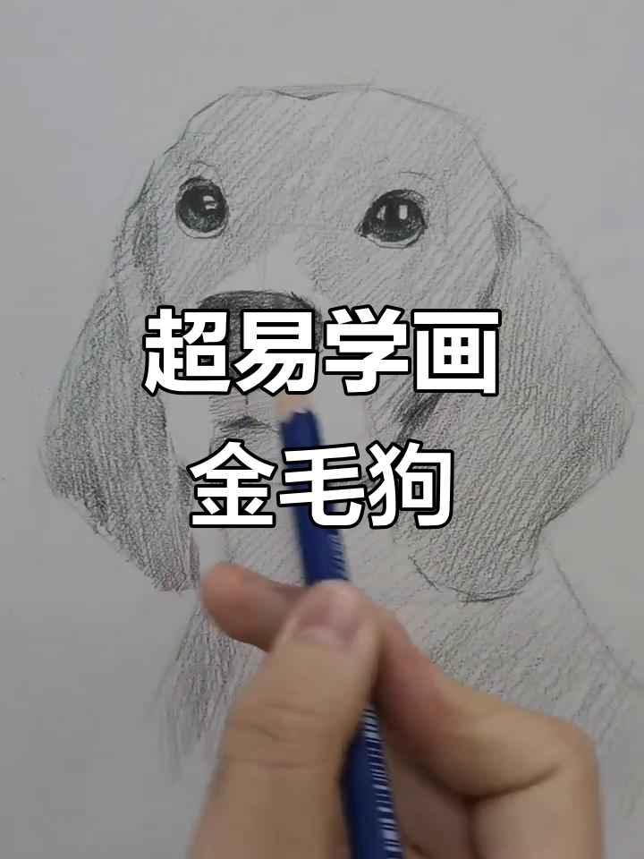 轻松画出可爱金毛狗狗,步骤简单又真实