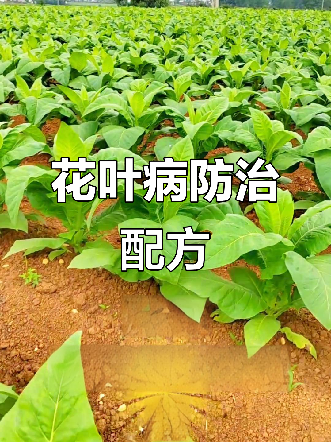 烟叶花叶病防治秘方,效果显著