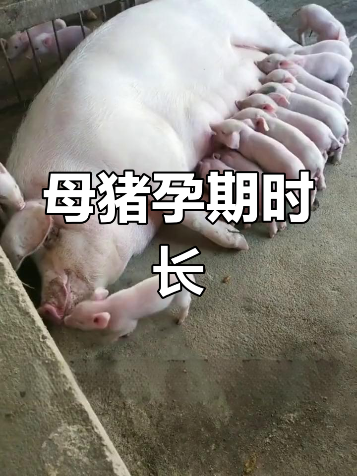 母猪怀孕两个月胎儿图图片