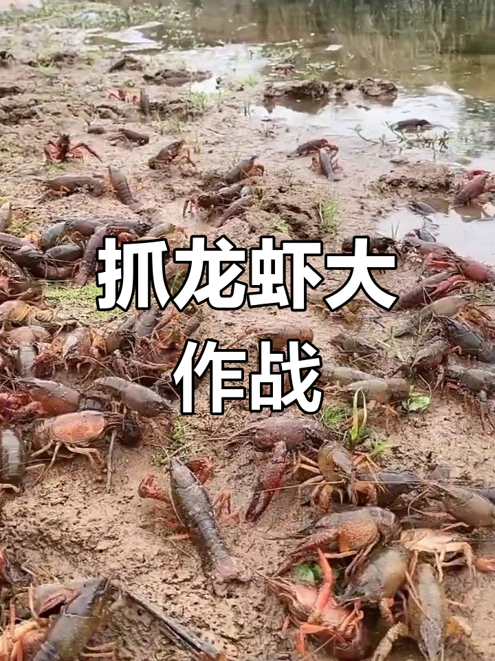 河边抓龙虾,轻松捕捉美味!