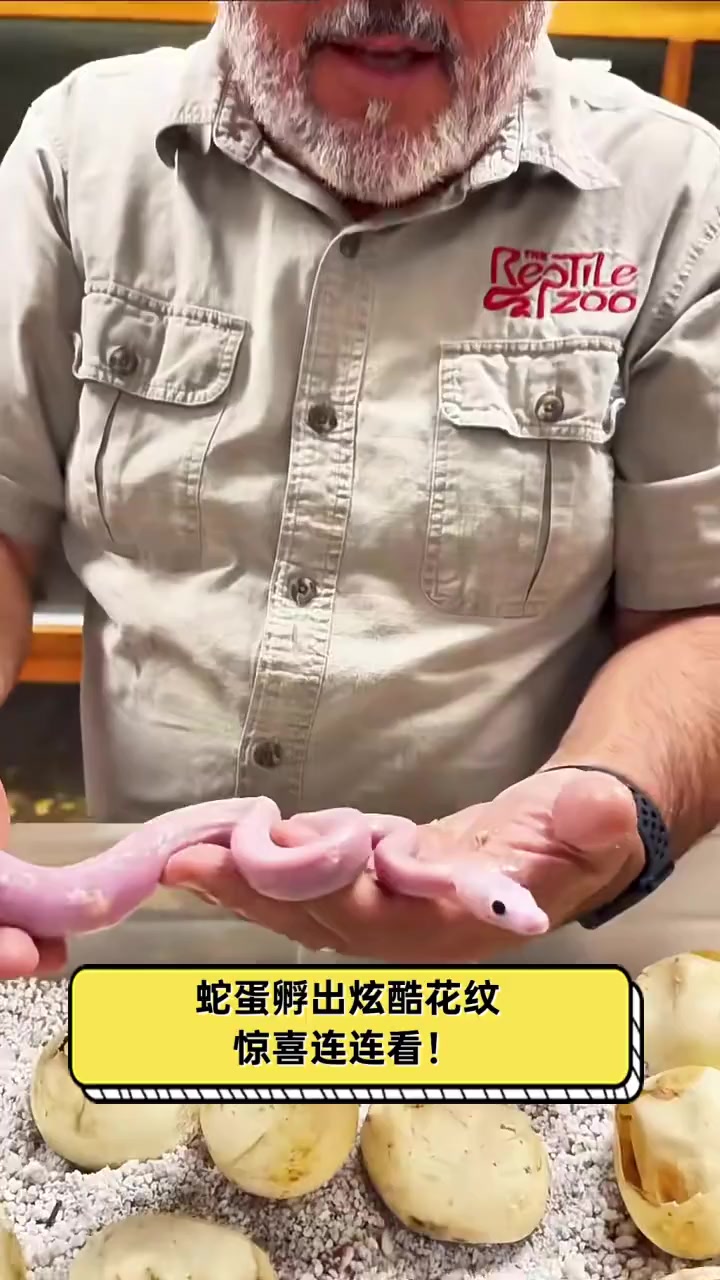 蛇蛋孵出炫酷花纹,惊喜连连看!