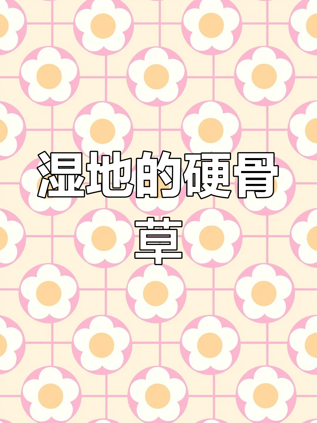 硬骨草,生长于湿地,分布于我国南方