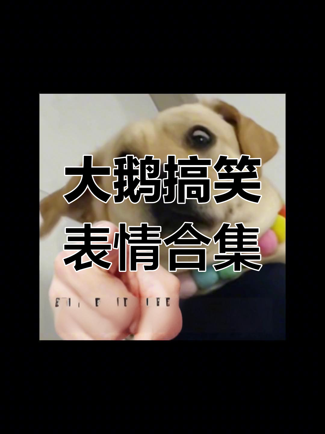 这些大鹅表情包太搞笑了,简直笑翻了!