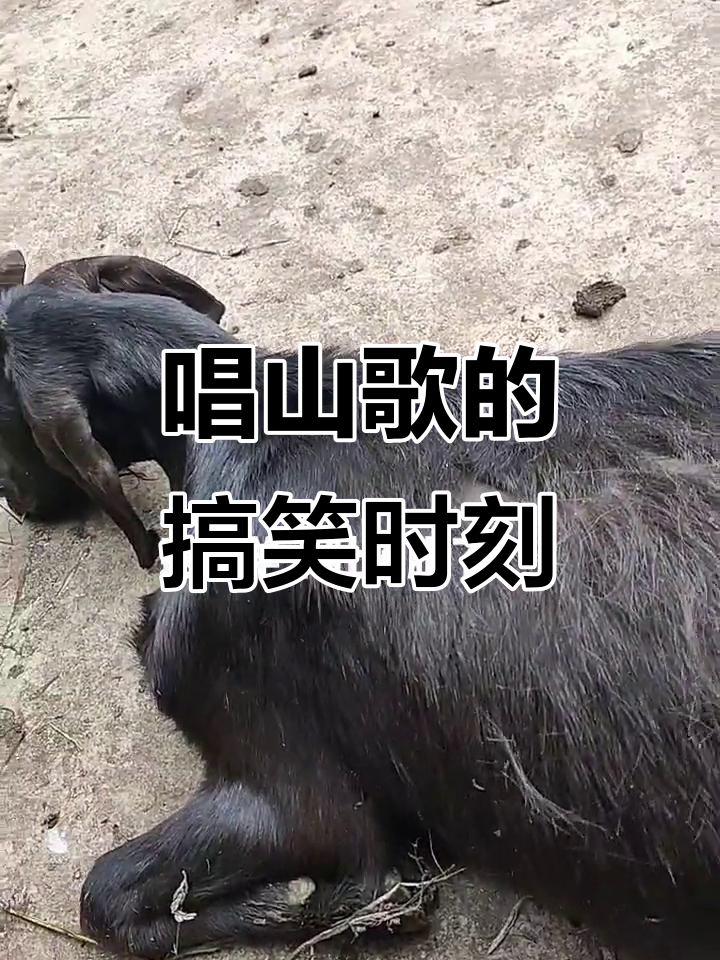 牛皮兴龙的山歌演绎,幽默又有趣