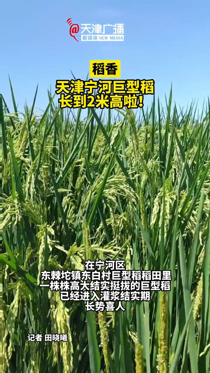 天津寧河巨型稻長到2米高啦!