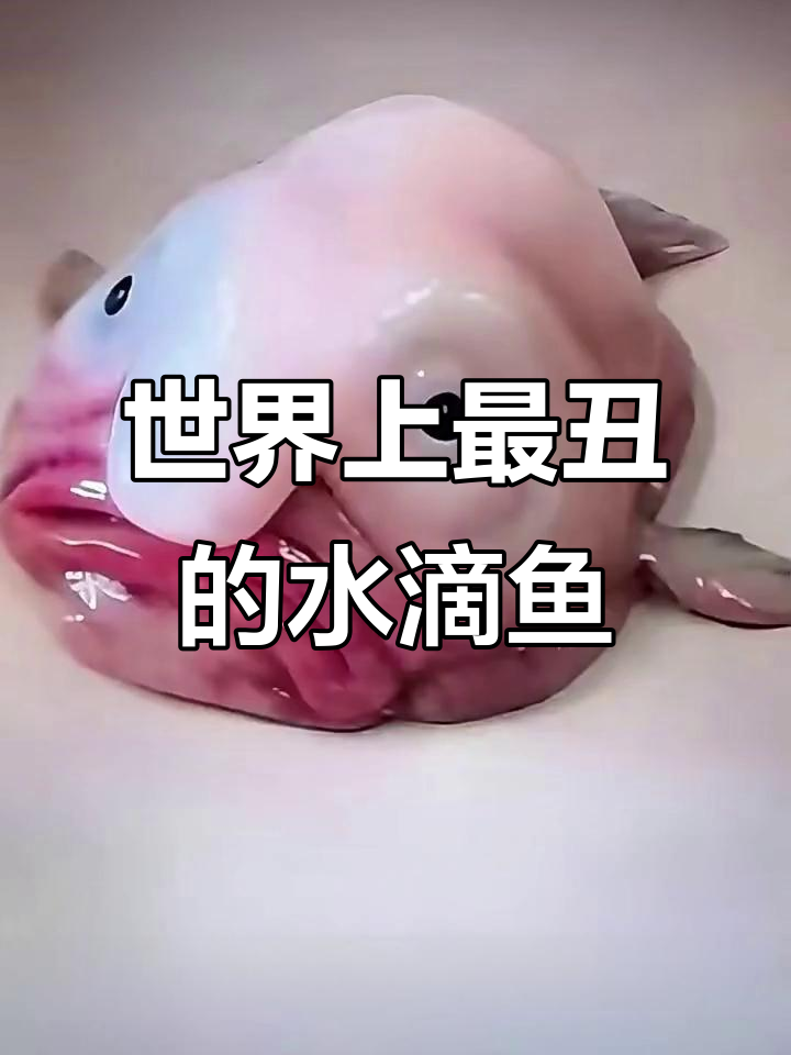 水滴鱼:深海丑萌的"社畜"生活,连笑都难