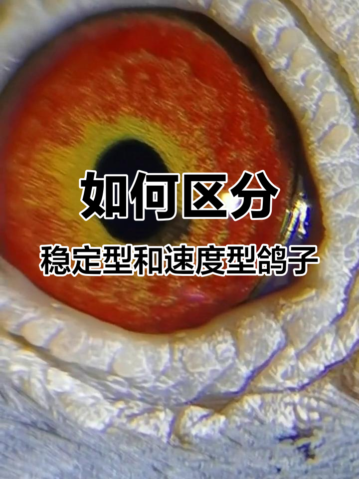 从鸽眼看赛鸽类型
