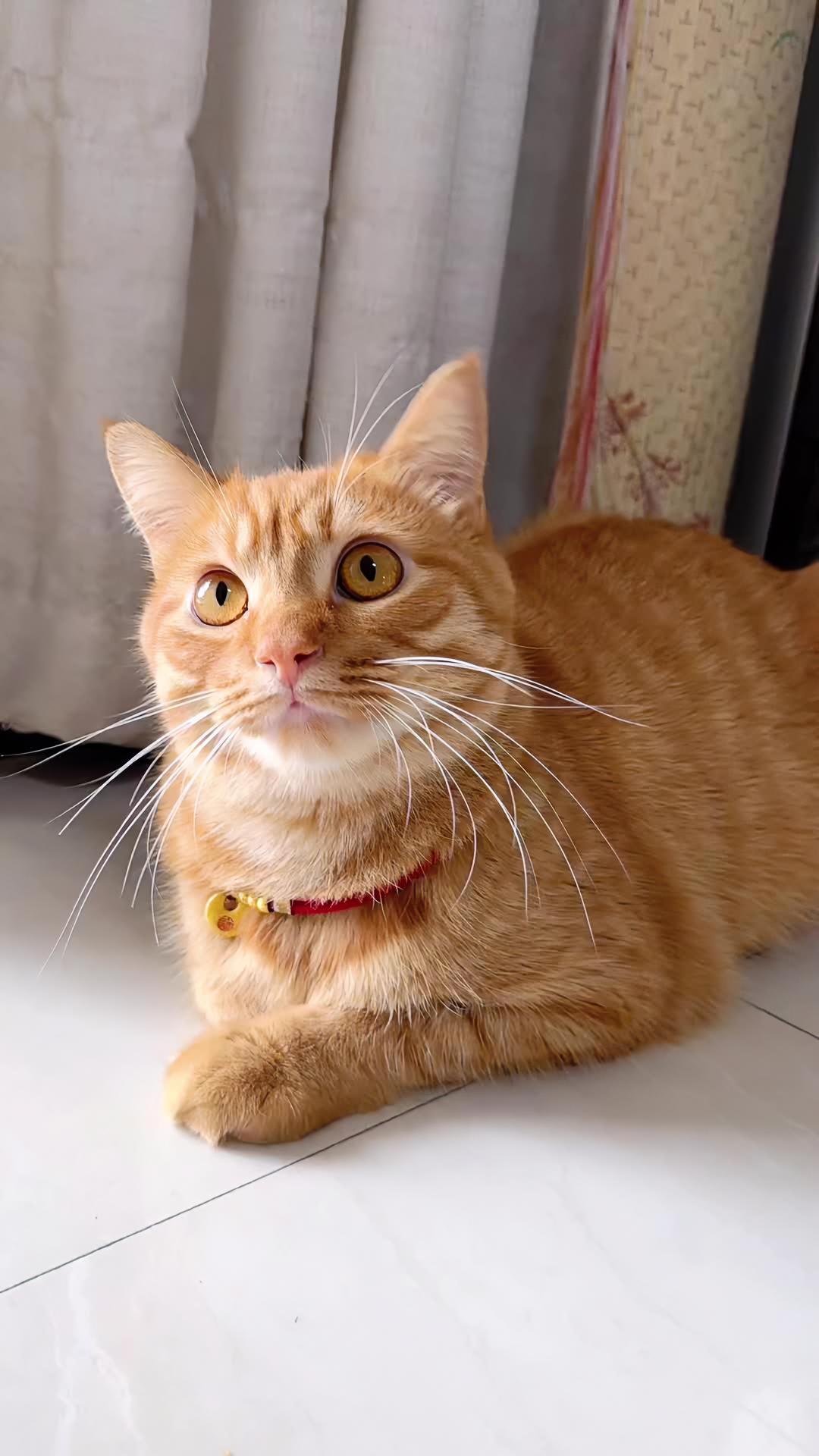 萌宠萌宠萌宠 中华田园猫橘猫 胖橘猫 宠物出道计划 这也太萌太可爱了