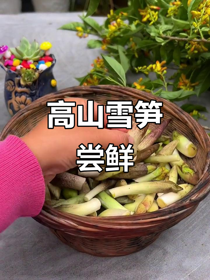 云南雪笋:高山冰雪孕育的独特美味,鲜甜清爽让人惊艳