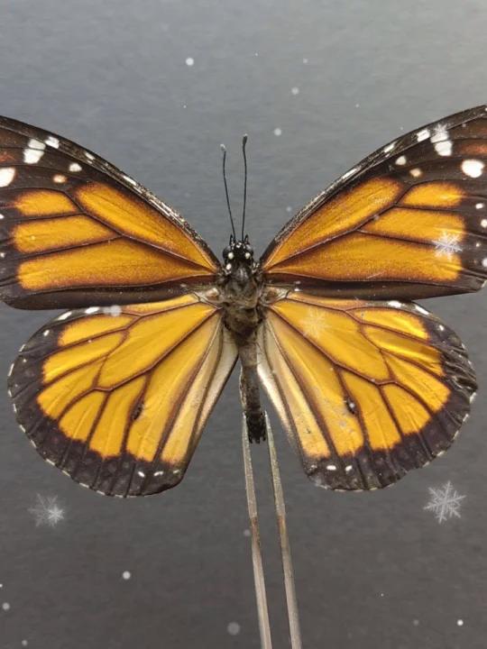 君主斑蝶也叫黑脉金斑蝶,也称美国国蝶,翼展一般7