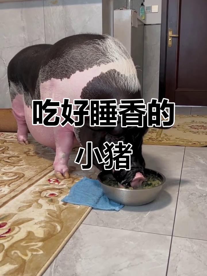 吃饱喝足,宠物猪乖乖睡觉