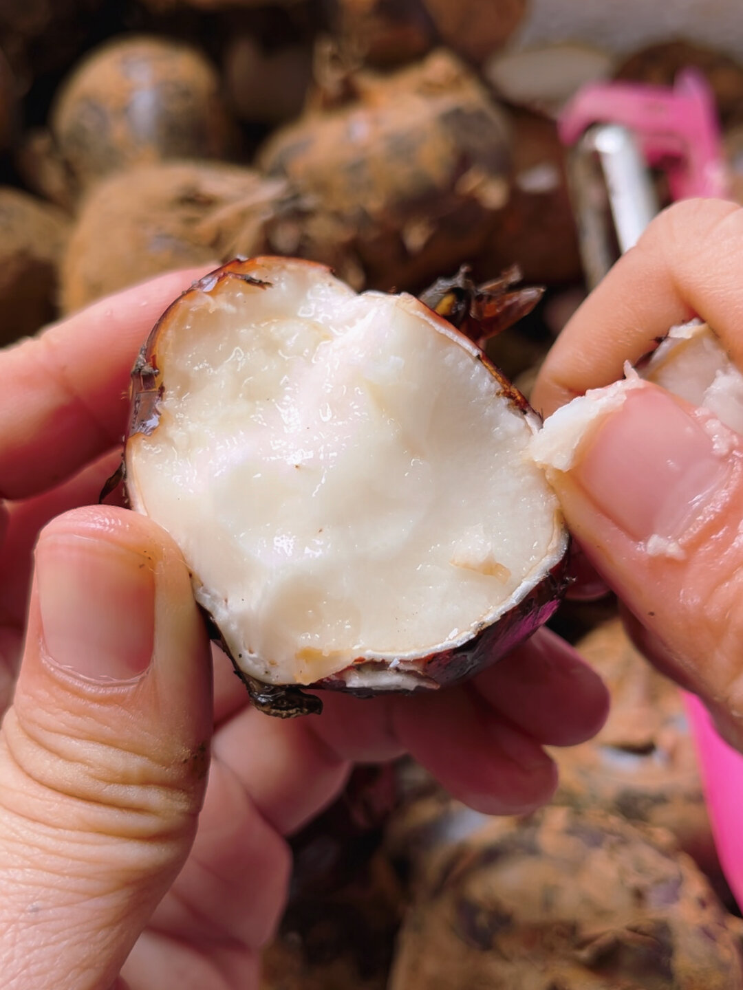 荔浦马蹄!好吃!土拔鼠的尖叫!