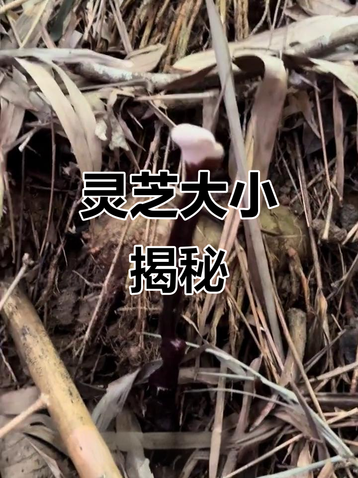 竹灵芝大小与生长环境有关,粗大竹头更易长出大菌盖