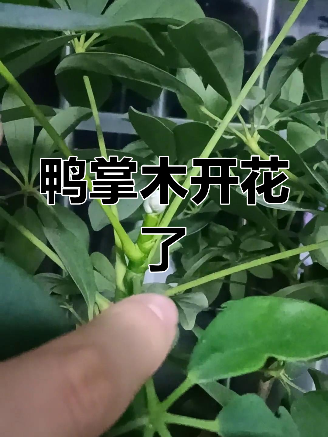 鹅掌柴几年开花图片