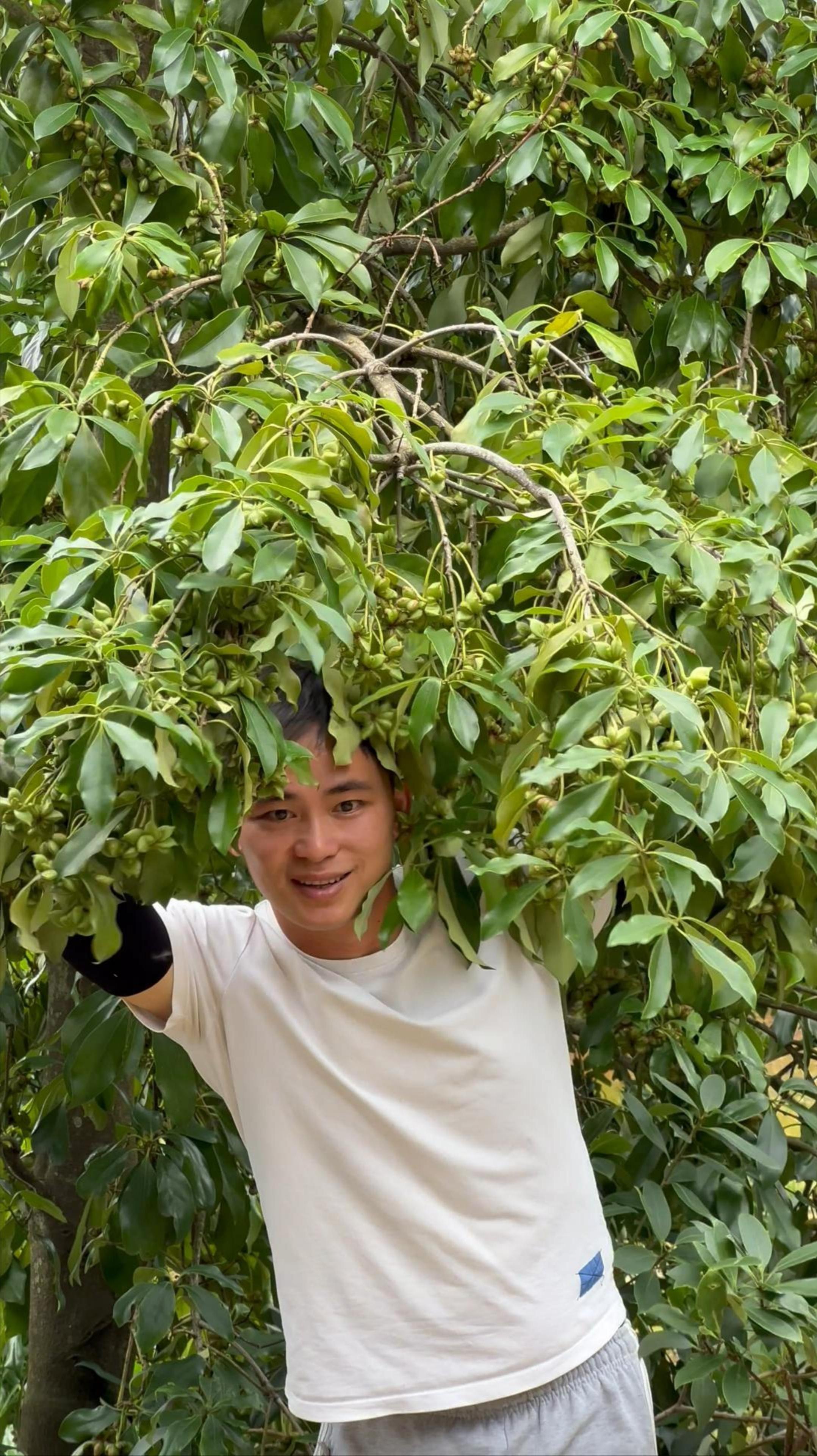 時間累積這盛夏的果實定格夏天的美好瞬間八角樹掛果了