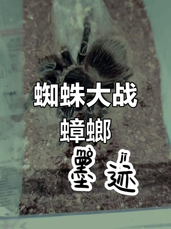 蜘蛛与蟑螂的较量:一场惊险对决