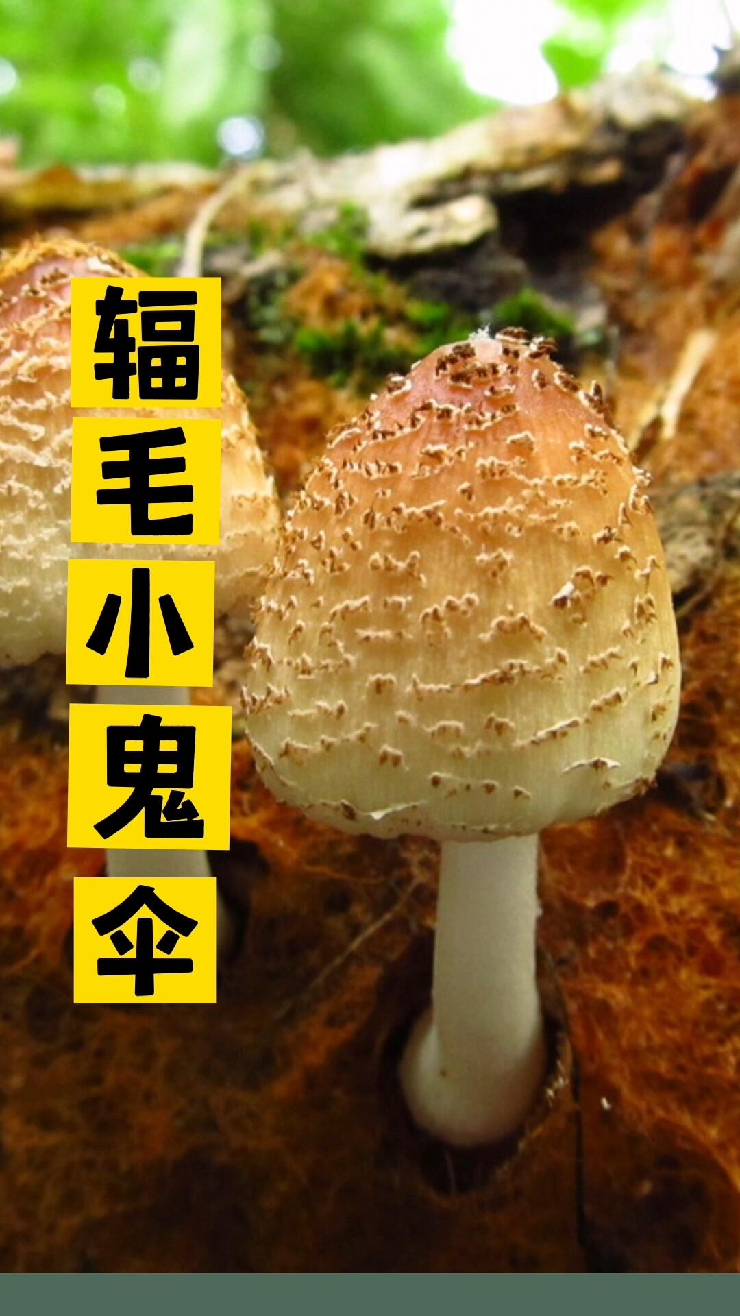 辐毛小鬼伞,常见的野蘑菇