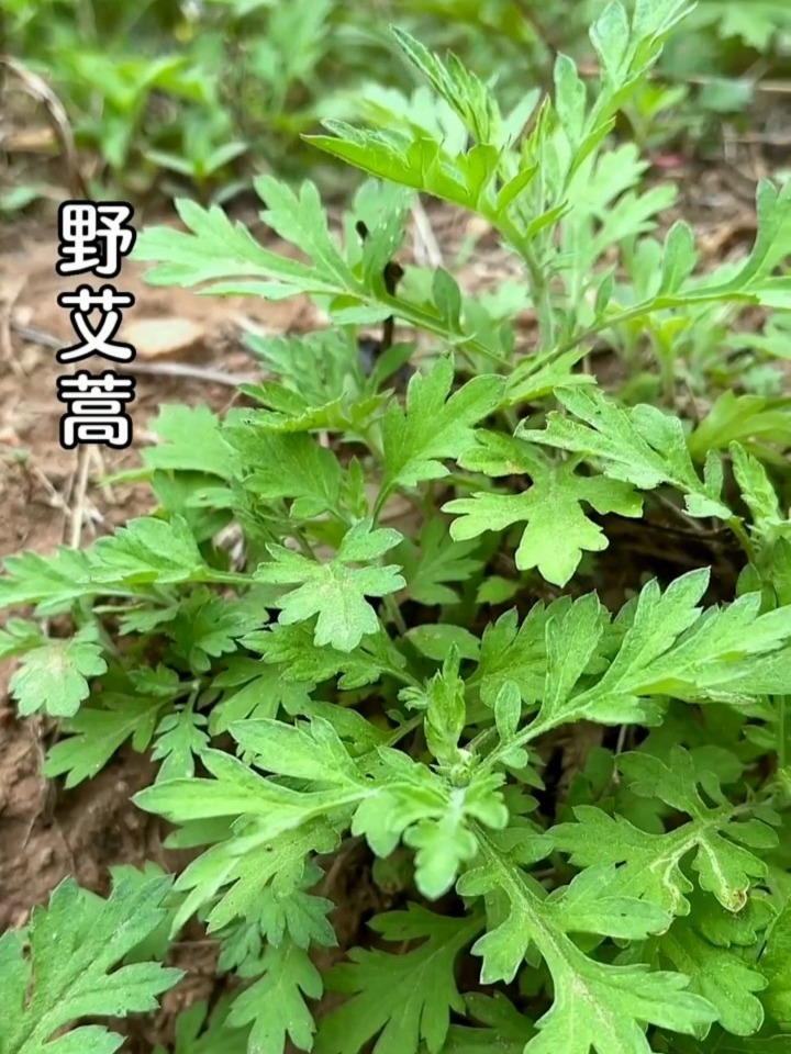 野艾蒿的疗效