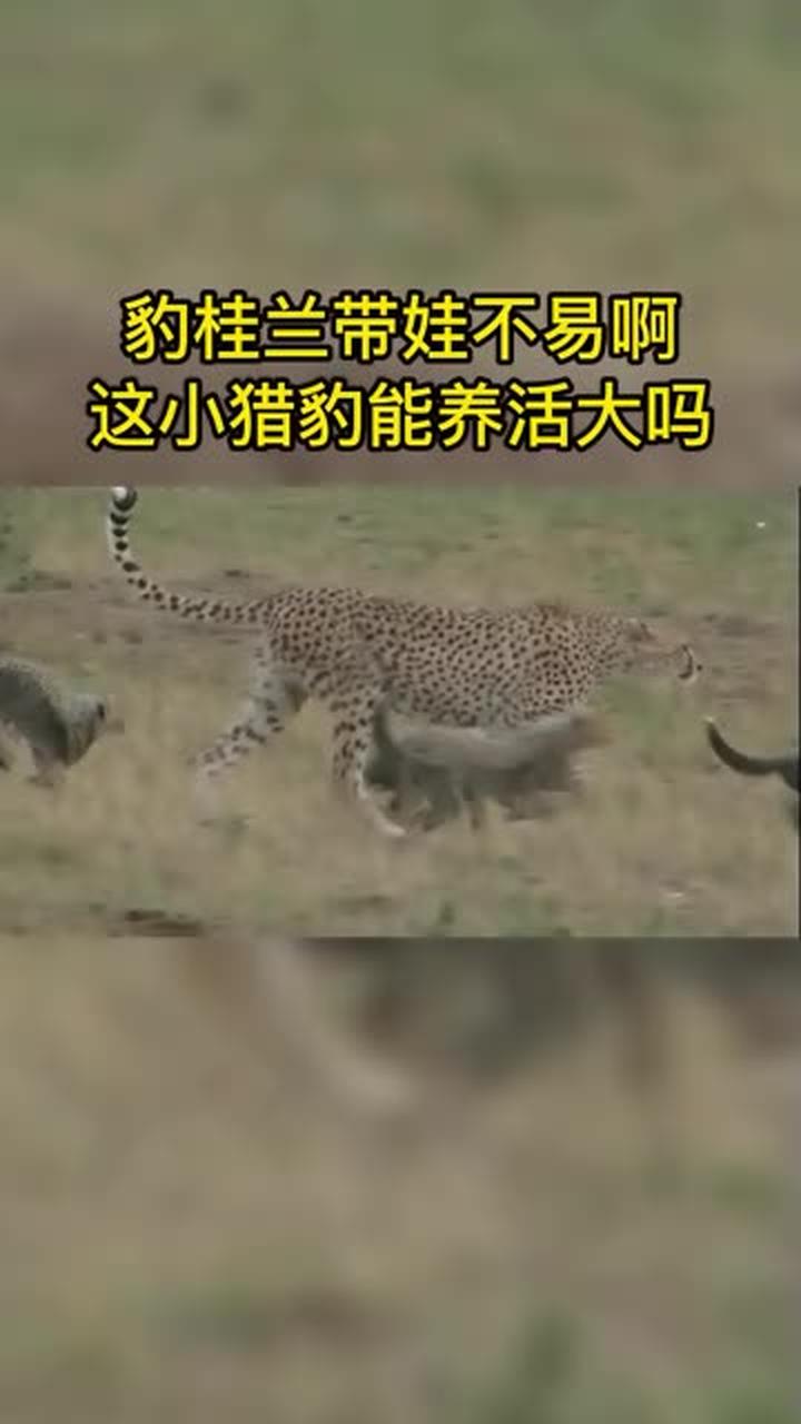 小豹子保护大豹子梗图图片