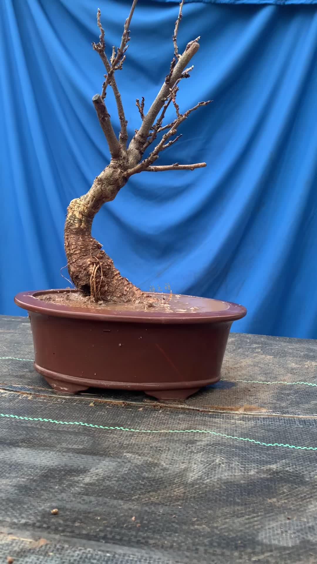 角落里的一棵麝香紫藤老桩,拿来欣赏一下!