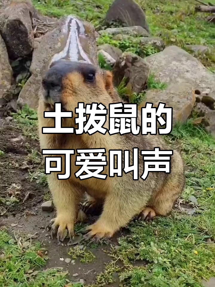 土拨鼠在线撒娇,叫声萌翻了!