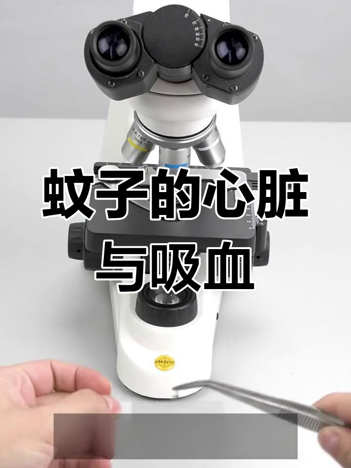蚊子心脏揭秘:吸血背后的秘密