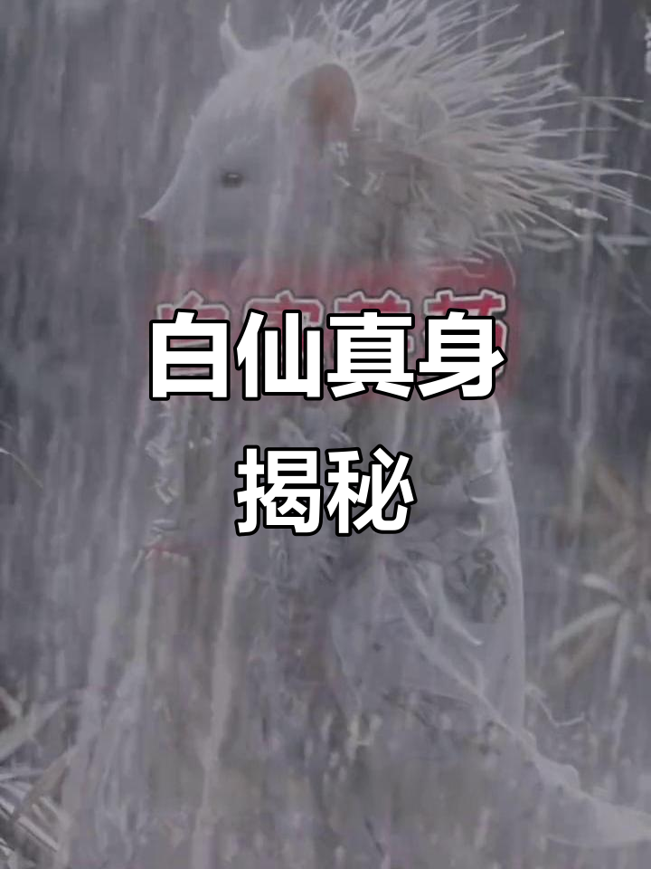 白仙刺猬:治愈与降头术的神秘力量