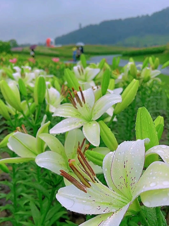 最美百合花
