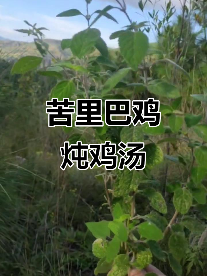 苦里巴鸡:炖汤必备的神奇植物,你尝过吗?