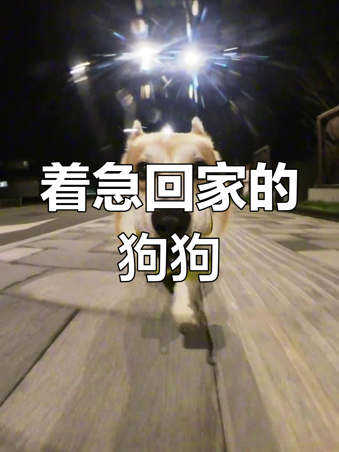小狗急切回家,飞奔速度惊人
