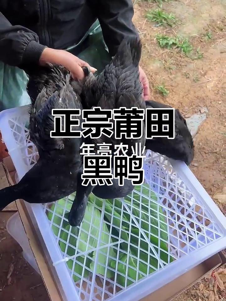 莆田黑鸭:能下黑色蛋的神奇鸭子