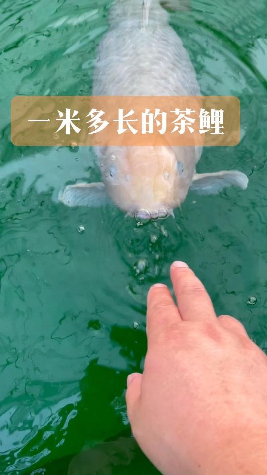 一米多长的茶鲤.庭院鱼池 日本锦鲤 鱼池过滤 鱼池净化 煦瑞生态水
