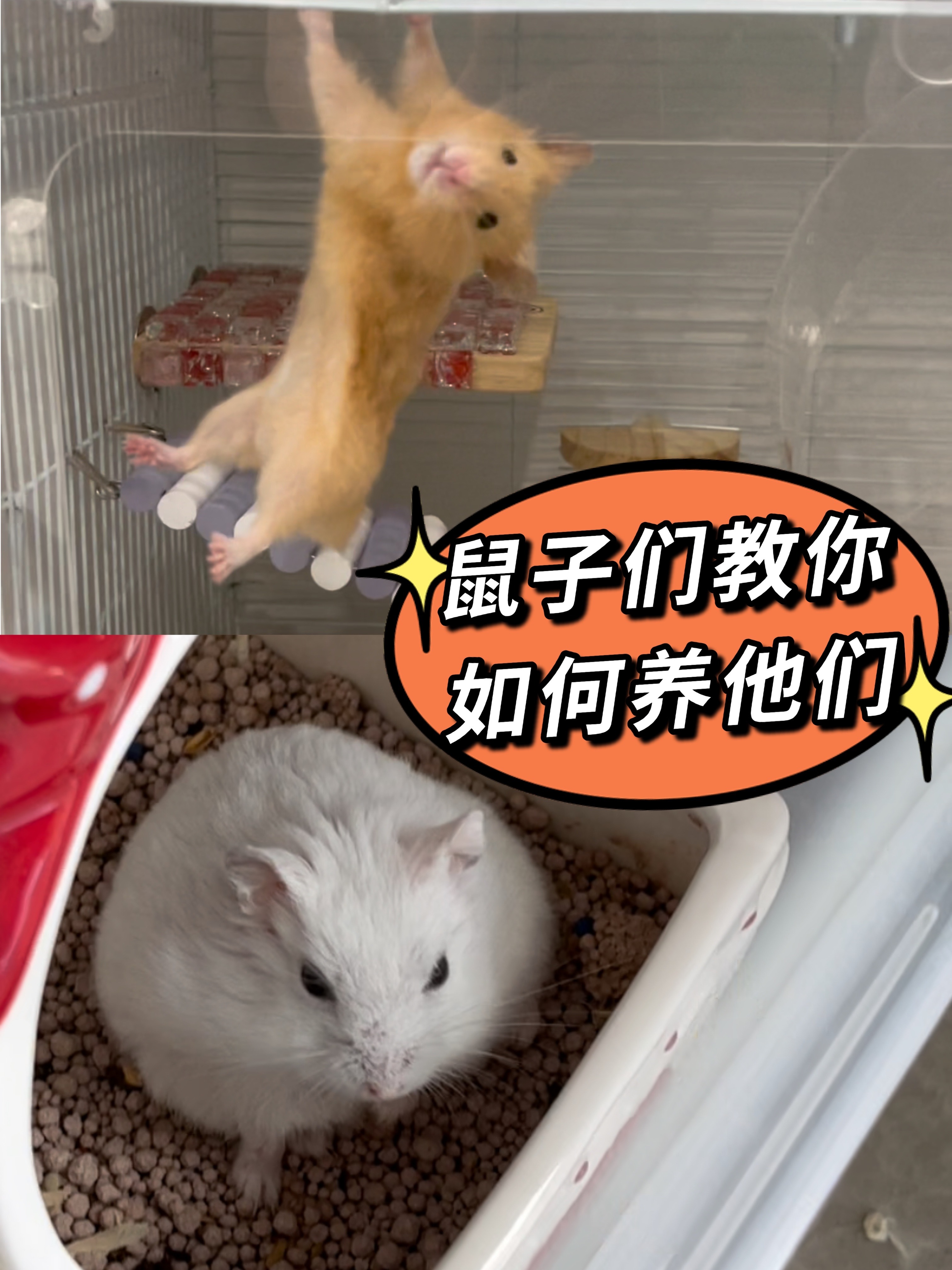 鼠子们教你如何养它们 养小仓鼠细节第一弹