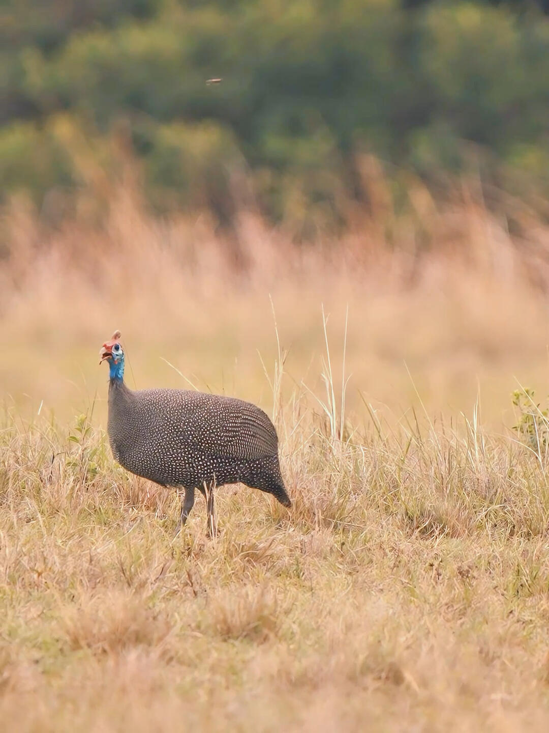 它是世界名鸡是非洲人民吃的鸡原来个头这么大现在已经被引进我国